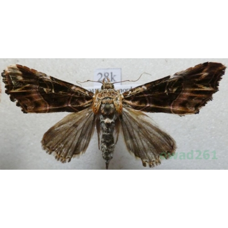 Callopistria juventina (Stoll, 1782) Roztropnica młodzianka Czech28k